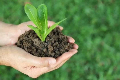 What Important Role Do Biopesticides Play in Organic Farming?