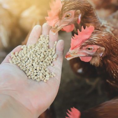 Animal Feed Manufacturers in Pakistan