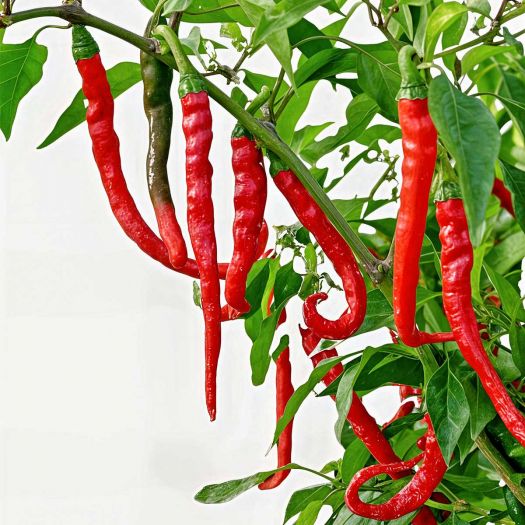 Chillies Manufacturers, Suppliers, Exporters in Pakistan