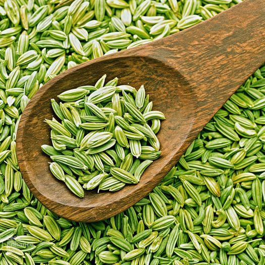 Fennel Seeds Manufacturers, Suppliers, Exporters in Pakistan
