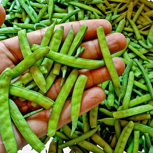 Guar Gum Manufacturers, Suppliers, Exporters in Pakistan