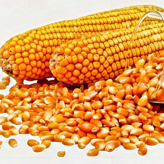 Maize Seeds Manufacturers, Suppliers, Exporters in Pakistan