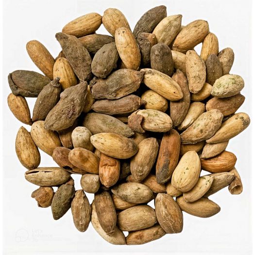 Neem Kernals Manufacturers, Suppliers, Exporters in Pakistan