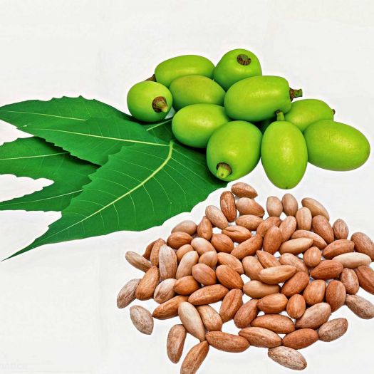 Neem Seeds Manufacturers, Suppliers, Exporters in Pakistan